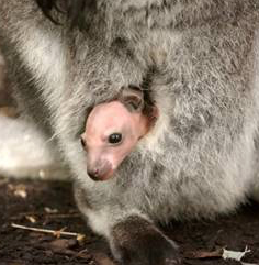 Baby Wallaby wants out of ‘quarantine’ — peeks out of mom’s pouch for first time at the Cincinnati Zoo
