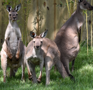 Cinci Zoo’s Roo Valley, an adventure down under, opens Tuesday; say g’day to awesome species