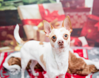 Best Friends Animal Society offers tips to keep your pets safe during the first COVID holiday season