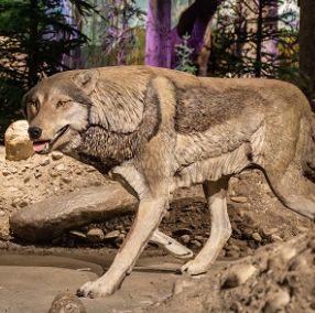 Ice Age Gallery returns at Cincinnati Museum Center on July 1, reopening with updates and additions