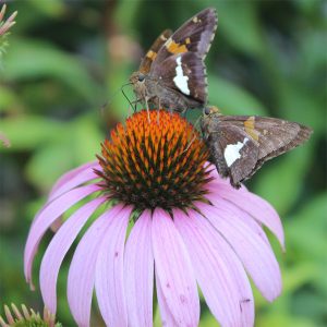 With spring gardening upon us, consider adding native plants to your garden and landscaping