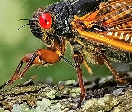 Step out of the pandemic into a safari — the Cicada Safari; become a citizen scientist. They’re coming!