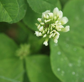 Running buffalo clover, a native KY plant, has been removed from the endangered species list