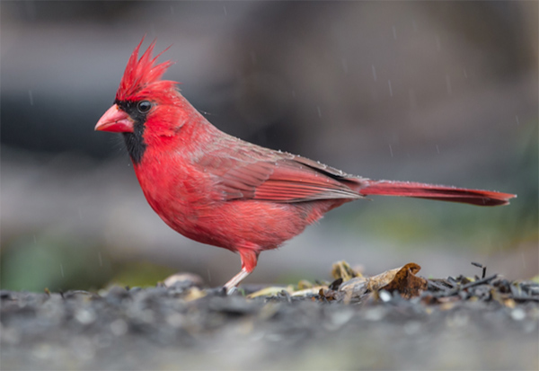 Art Lander’s Outdoors: As spring nears, new songbirds are appearing at backyard feeders