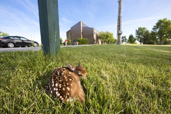 As weather warms and baby animals emerge, officials are reminding Kyians to stay clear of young wildlife