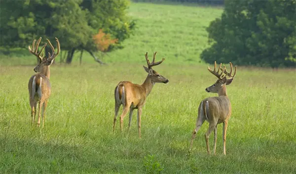 KDFWR uges hunters to review regulations ahead of Kentucky’s archer deer season opening Saturday