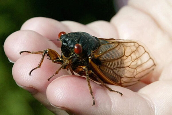 Art Lander’s Outdoors: A look at intriguing life cycle, history of cicadas as we ready for their emergence
