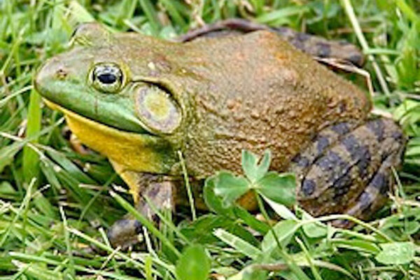 Art Lander’s Outdoors: Kentucky’s bullfrog season opens May 16, as spring warms into summer