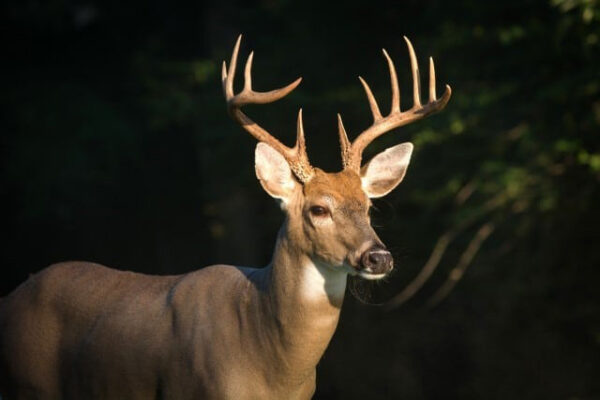 Art Lander’s Outdoors: White-tailed deer remain one of Kentucky’s greatest conservation success stories