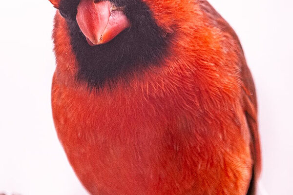 Kentucky by Heart: KY was the first state in the nation to have a state bird — the Northern Cardinal