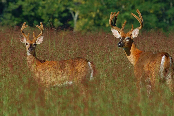 Latest KDFWR testing shows no new signs of chronic wasting disease in wild deer
