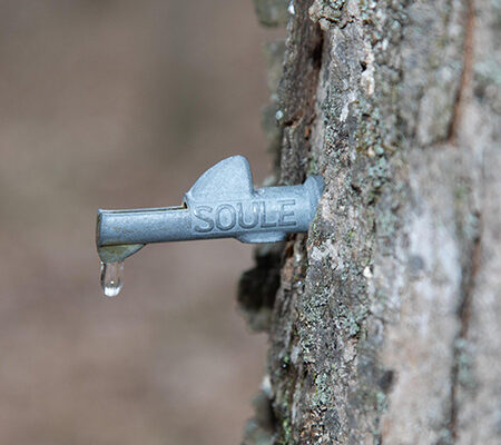 University of Kentucky study suggests maple syrup could greatly expand state’s forest economy