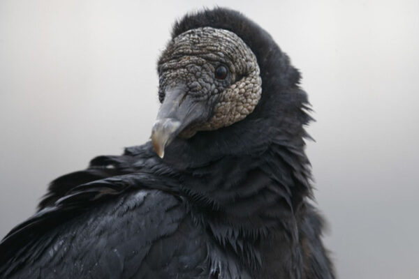 Art Lander’s Outdoors: Vultures, often found scavenging on KY roads, provide valuable service