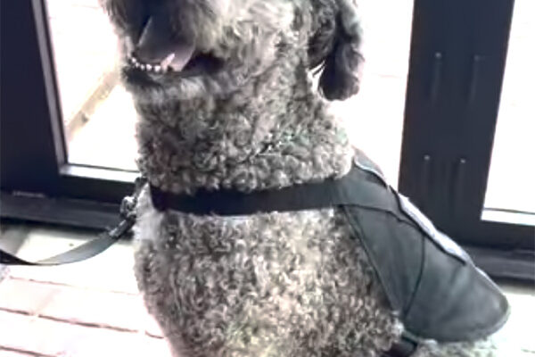 Duke the therapy dog, star of his own children’s book, to make special appearance at BCM June 29
