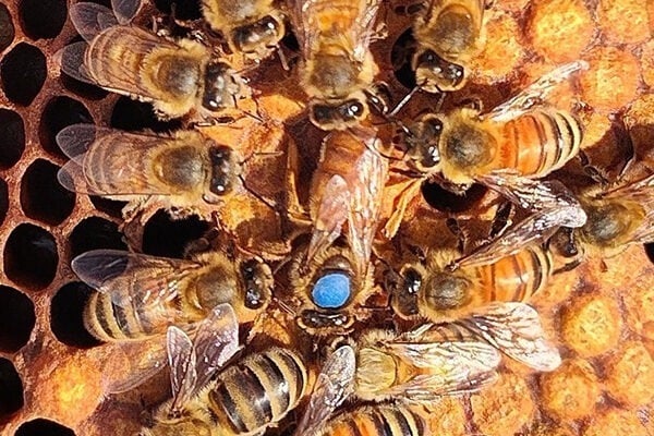 Kentucky by Heart: Former state apiarist Dr. Tammy Horn Potter provides the ‘buzz’ on Kentucky’s bees