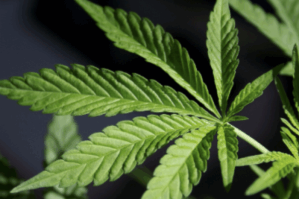 Free Health For a Change webinar aims to help people understand Kentucky’s medical cannabis program