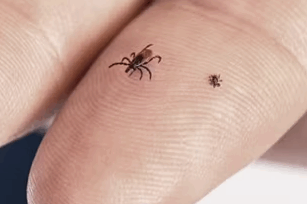 The Conversation: Ticks carry decades of history in each troublesome bite