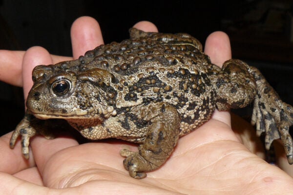 Bluegrass Wildlife: We speak for vaccines; they can be gamechangers — just consider the Boreal Toads