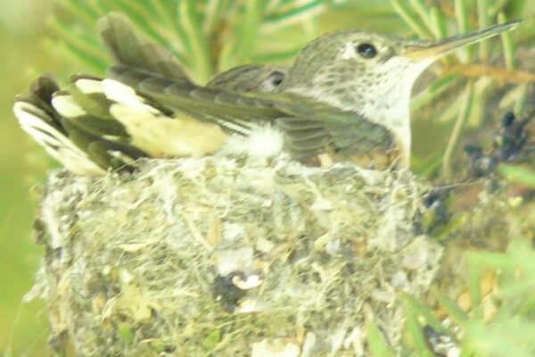 Bluegrass Wildlife: We all nest — or home-build; here’s how hummingbirds do it