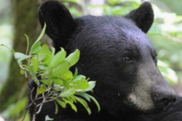 KY Fish and Wildlife help public become BearWise, as young bears roam far from home