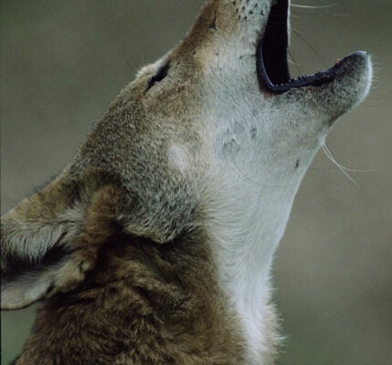 Bluegrass Wildlife: The howl of restoration — the sweet sound of the endangered red wolf