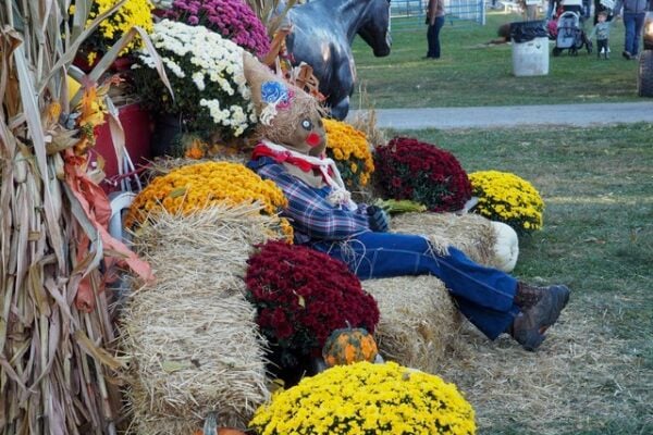 Kentucky Wool Festival returns to Pendleton County October 3-5 with heritage, food, music and more
