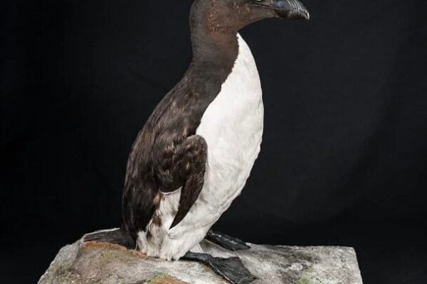 Cincinnati Museum Center’s female great auk helps solve 180-year-old extinction mystery