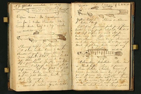 NKY History Hour to explore life of eccentric botanist Rafinesque, led by NKyTribune columnist Steve Flairty